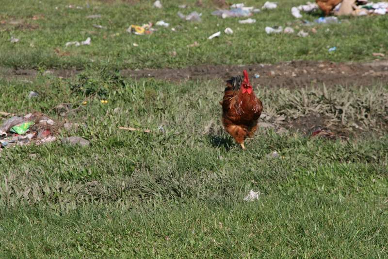 India & Nepal 2011 - 0499